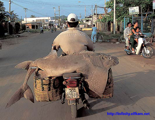 Fun pics - motorcycles in china