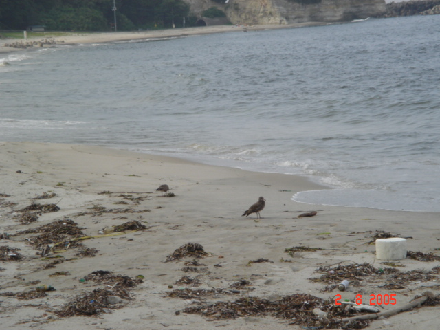 Young girls naked on the beach