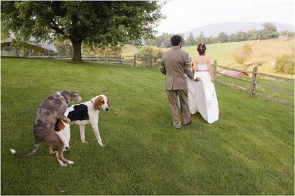 Funny wedding photos