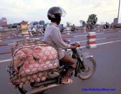 Fun pics - motorcycles in china(16 pics)